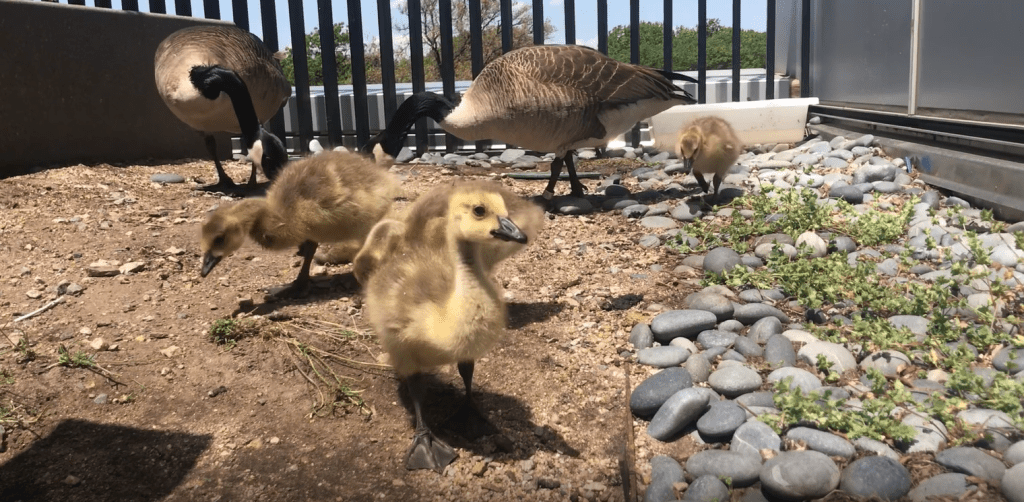 Geese and goslings